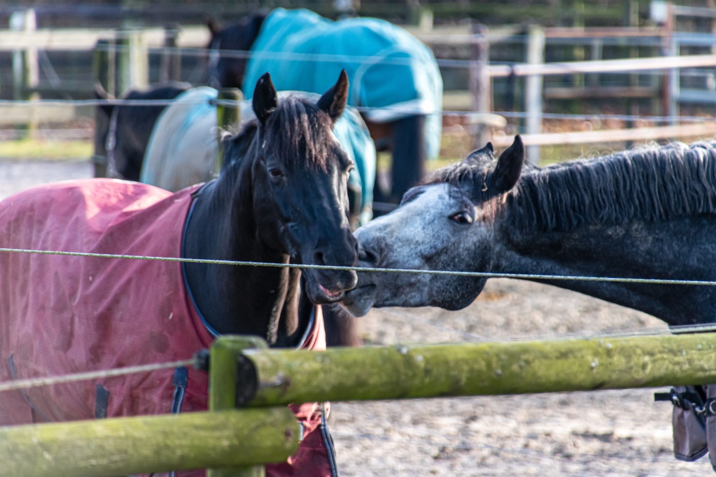 Die Bedeutung regelmäßiger tierärztlicher Gesundheitschecks