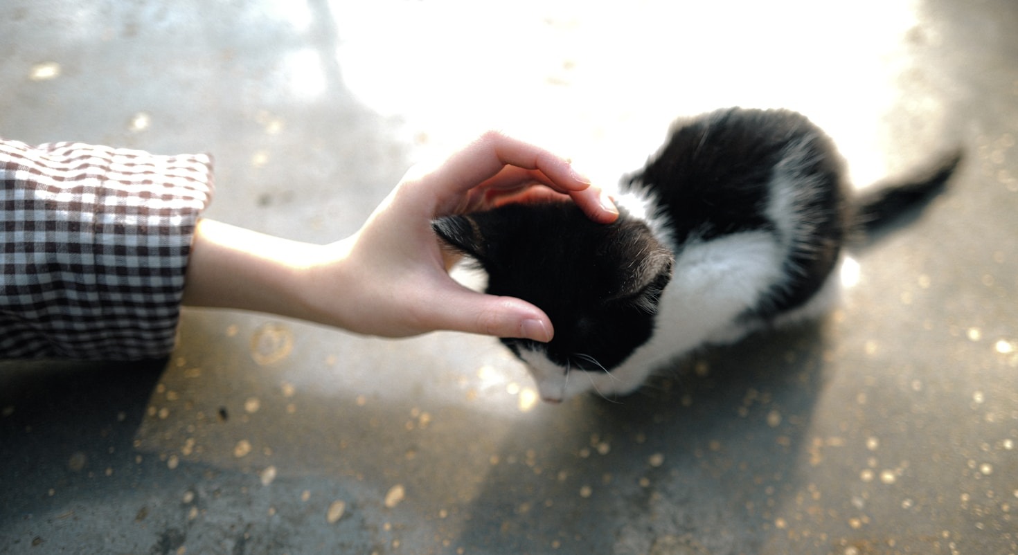 Ganzheitliche Ansätze in der Tiermedizin erklärt